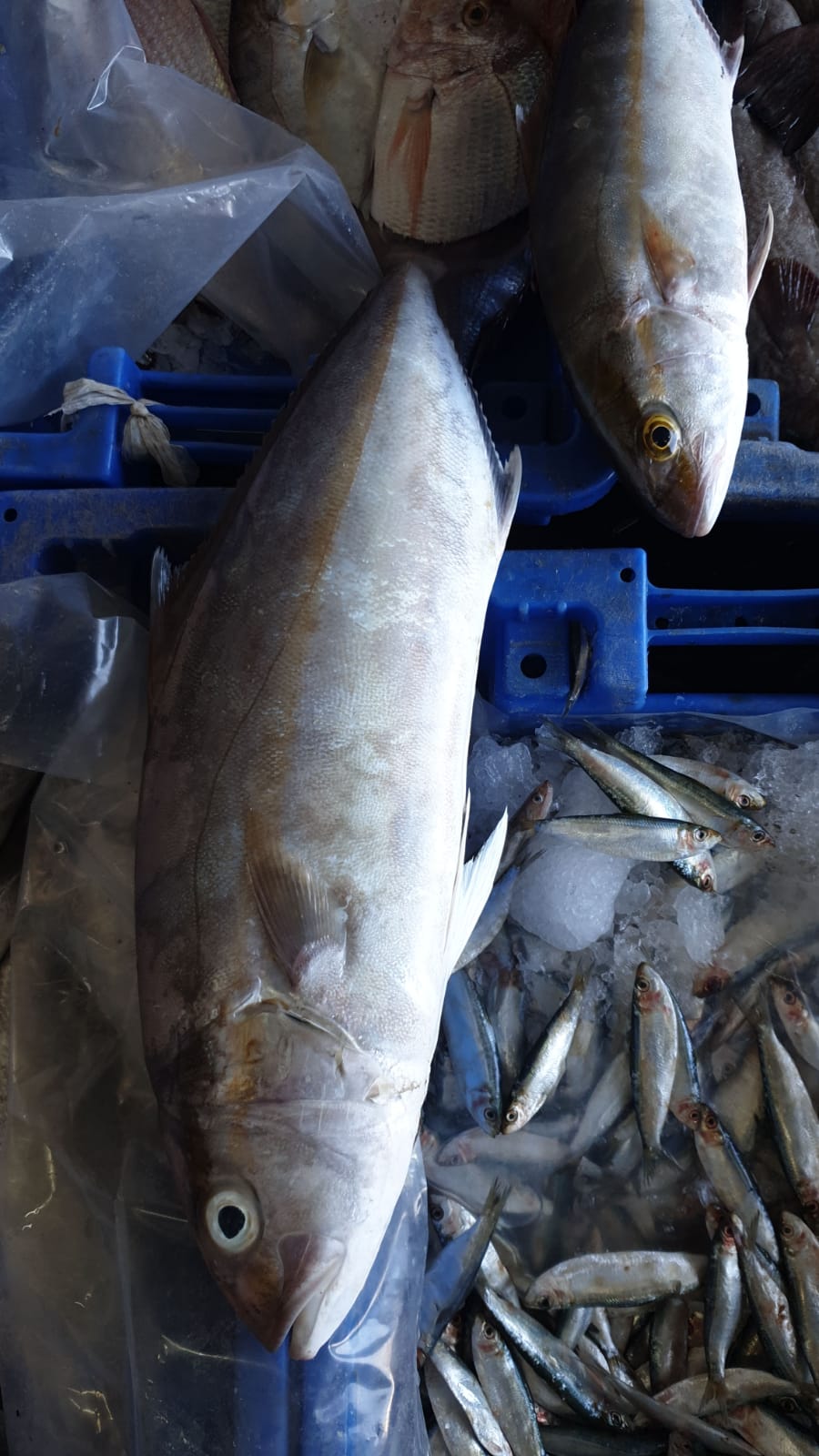 WhatsApp Image 2020-01-30 at 10.31.52 AM.jpeg.jpeg